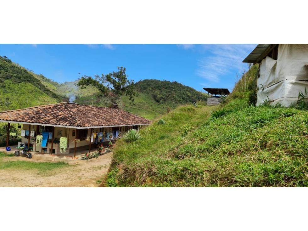 Venta de Finca Productiva en Santo Domingo Vereda Los Planes - 4