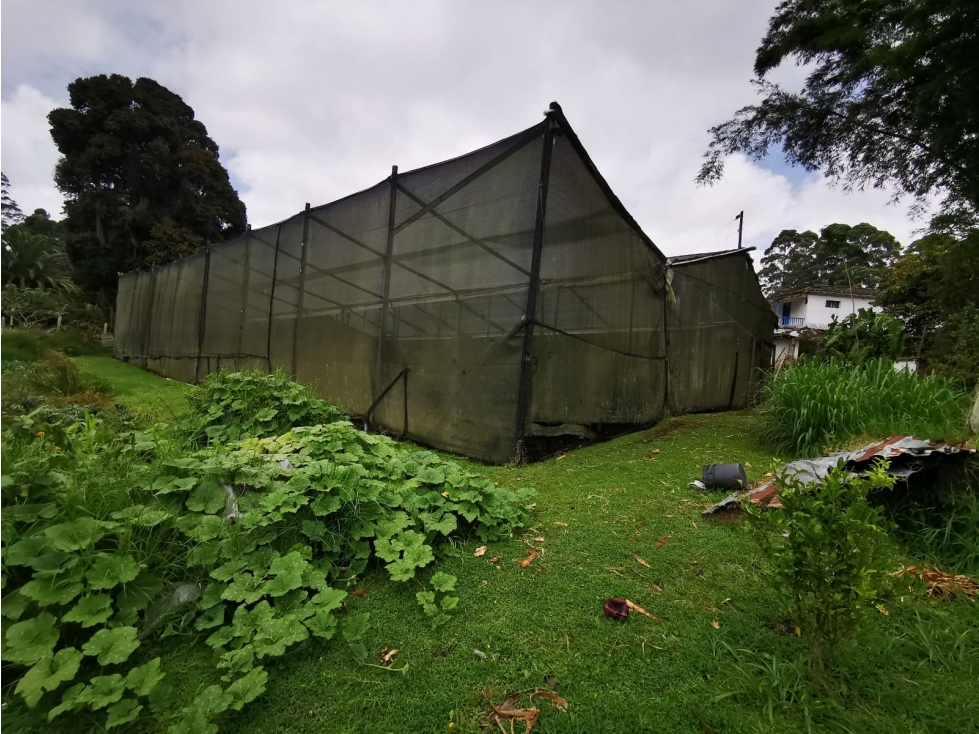 Venta Lote comercial para cultivo de flores vereda chachafruto — foto 5
