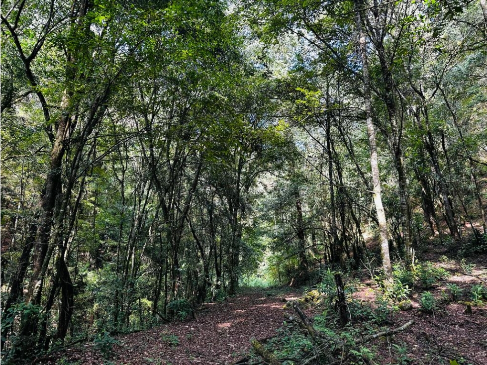 TERRENO LOS ALAMOS