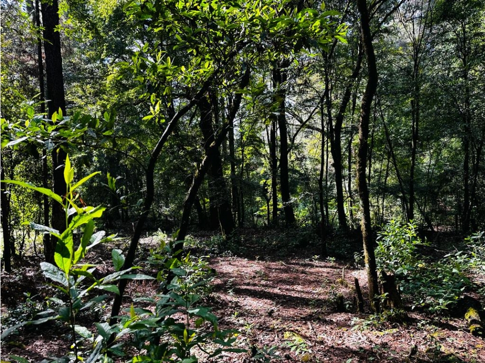 TERRENO LOS ALAMOS — foto 4