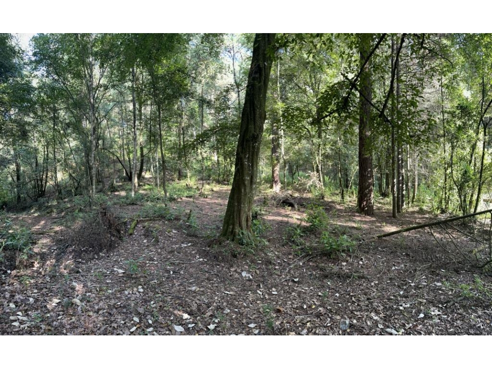 TERRENO LOS ALAMOS — foto 3