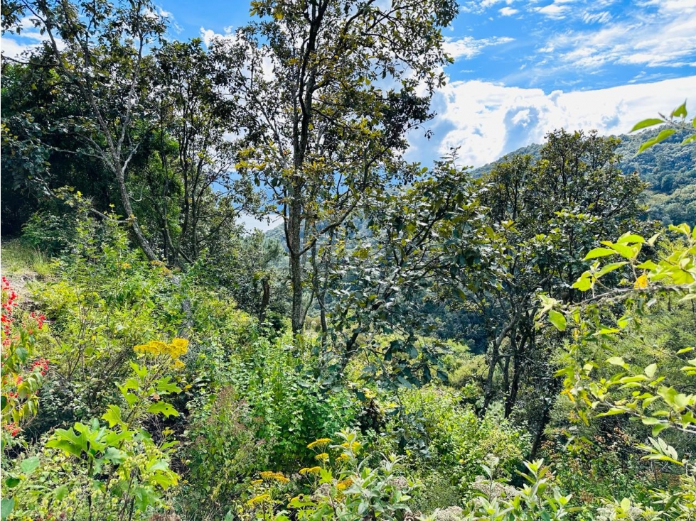 TERRENO DENTRO DE EL SANTUARIO — foto 4