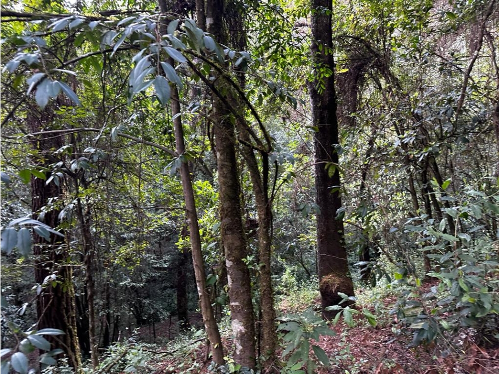 TERRENO LOS ALAMOS — foto 6