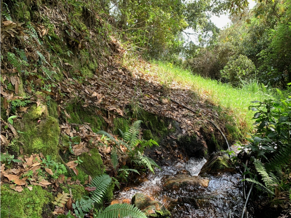 Finca Vereda Capilla (9,5 Hectáreas) - 2