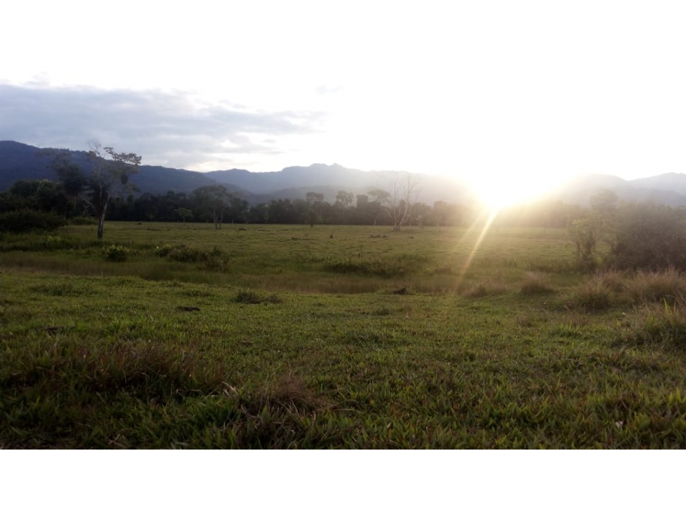 FUNDO PLANO Y FÉRTIL DE 152 HA. EN ISCOZACÍN - PALCAZÚ / OXAPAMPA - 4