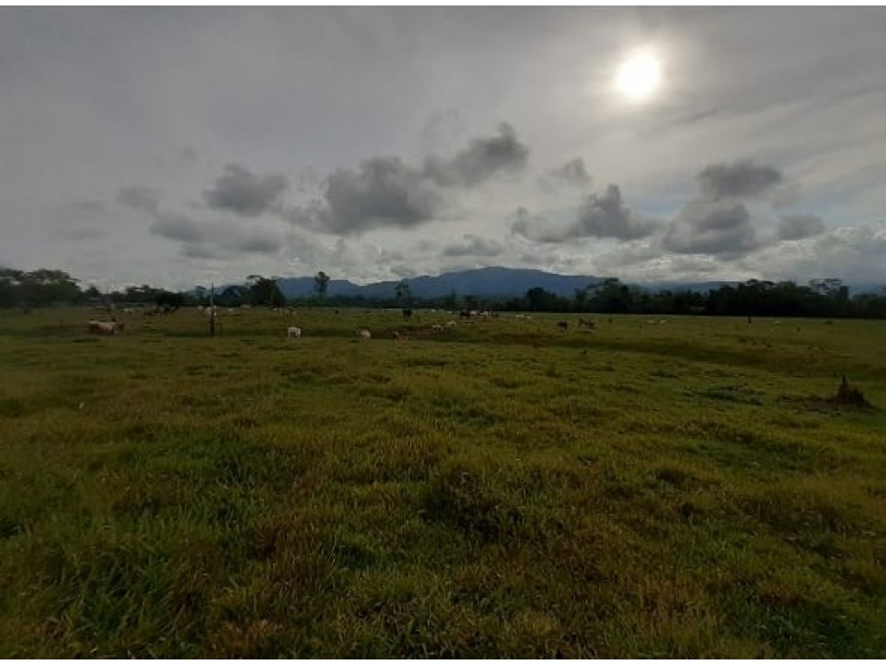 FUNDO PLANO Y FÉRTIL DE 152 HA. EN ISCOZACÍN - PALCAZÚ / OXAPAMPA - 5