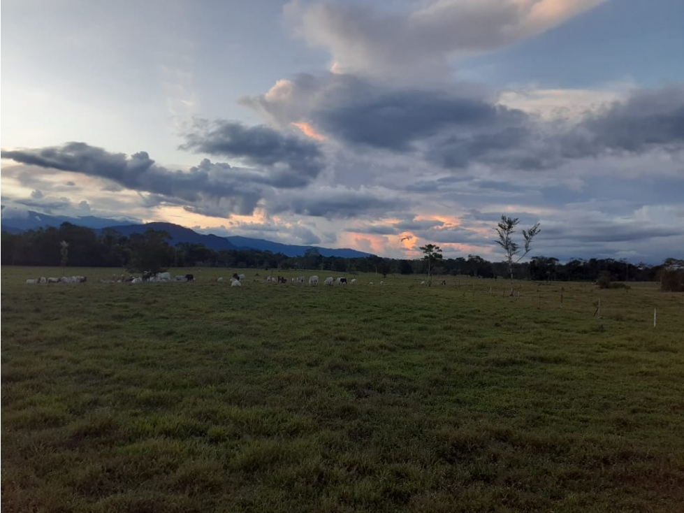 FUNDO PLANO Y FÉRTIL DE 152 HA. EN ISCOZACÍN - PALCAZÚ / OXAPAMPA - 6