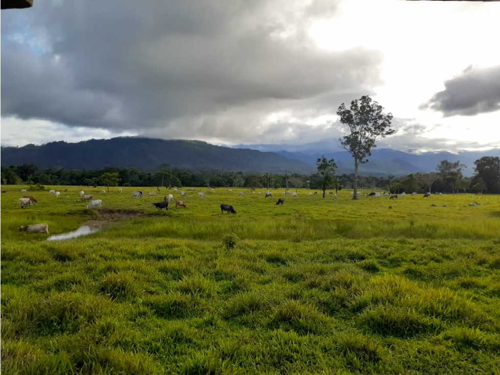 FUNDO PLANO Y FÉRTIL DE 152 HA. EN ISCOZACÍN - PALCAZÚ / OXAPAMPA - 3