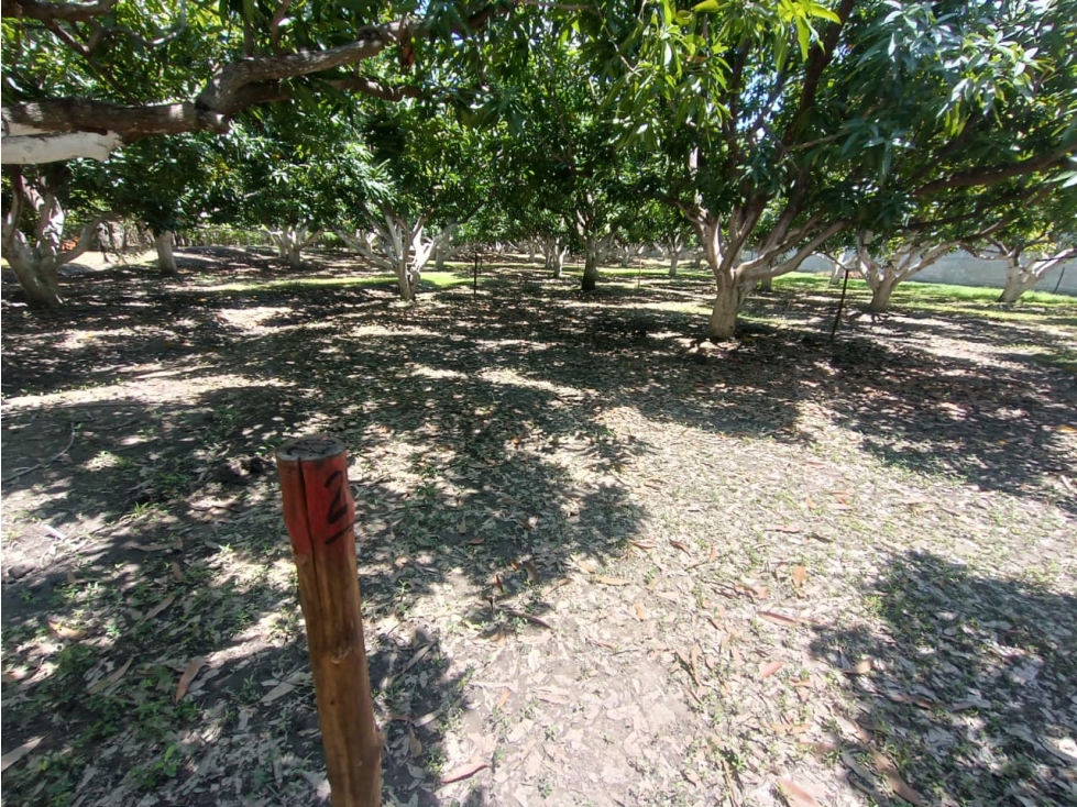 LOTES DE 270 MTS CERCA AL TEYUNA - 070 — foto 6