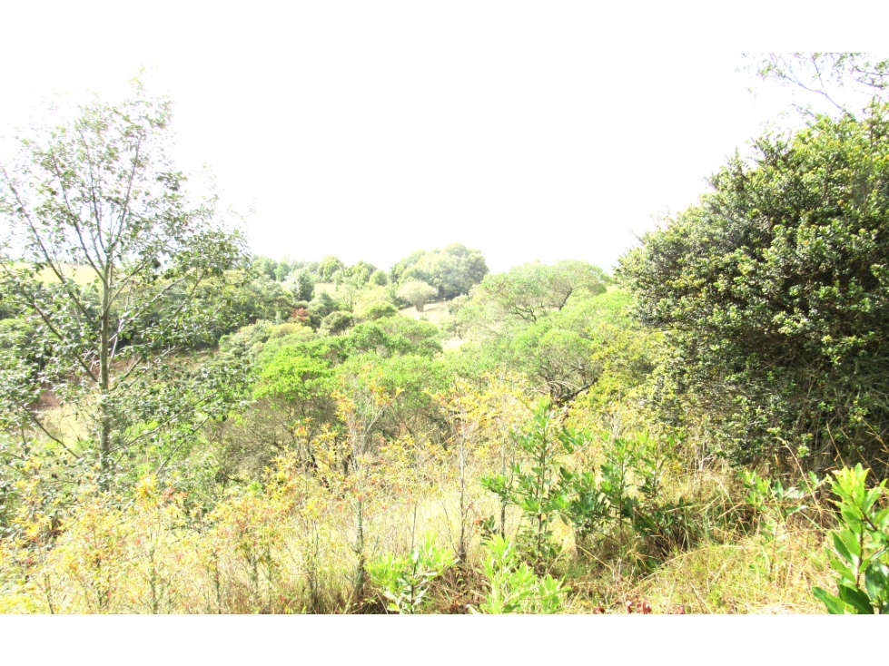 Excelente lote campestre en Sopo — foto 3