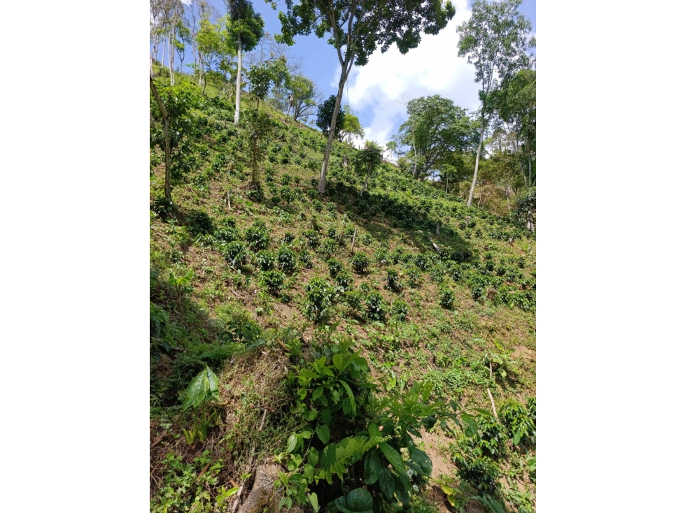Finca Cafetera en Salgar - en venta - 1