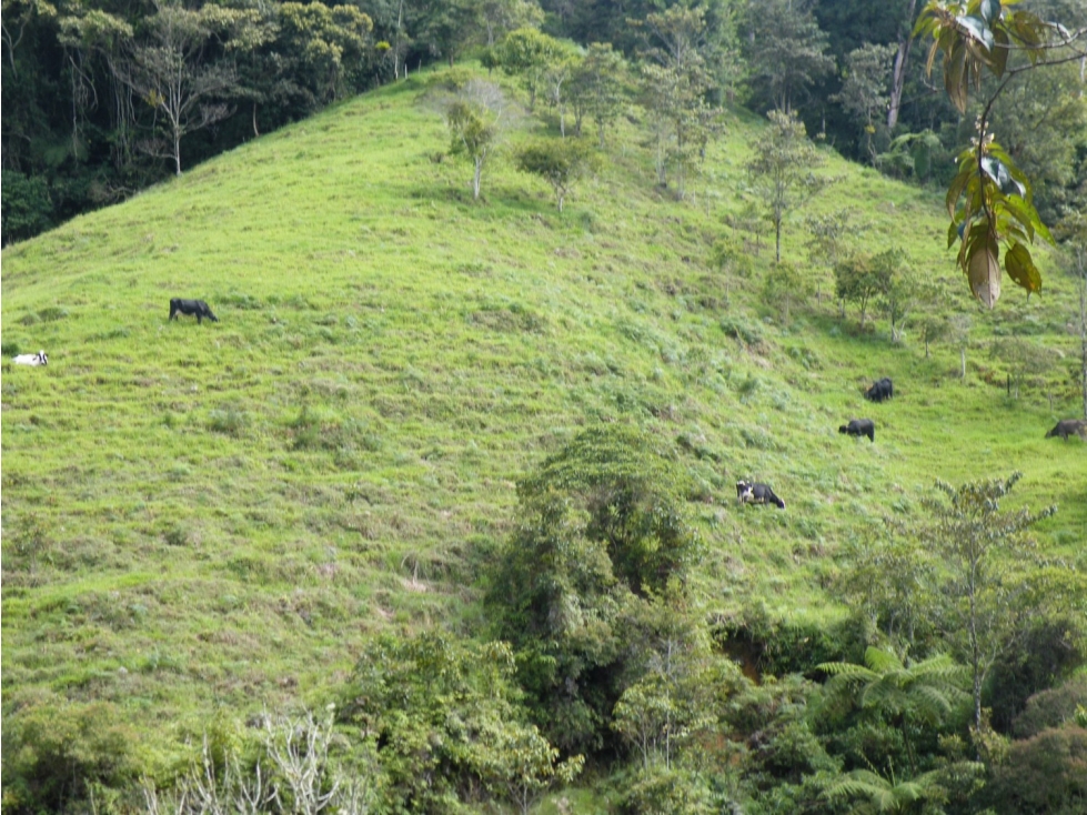 Finca En Abriaqui, Antioquia - Venta - 5