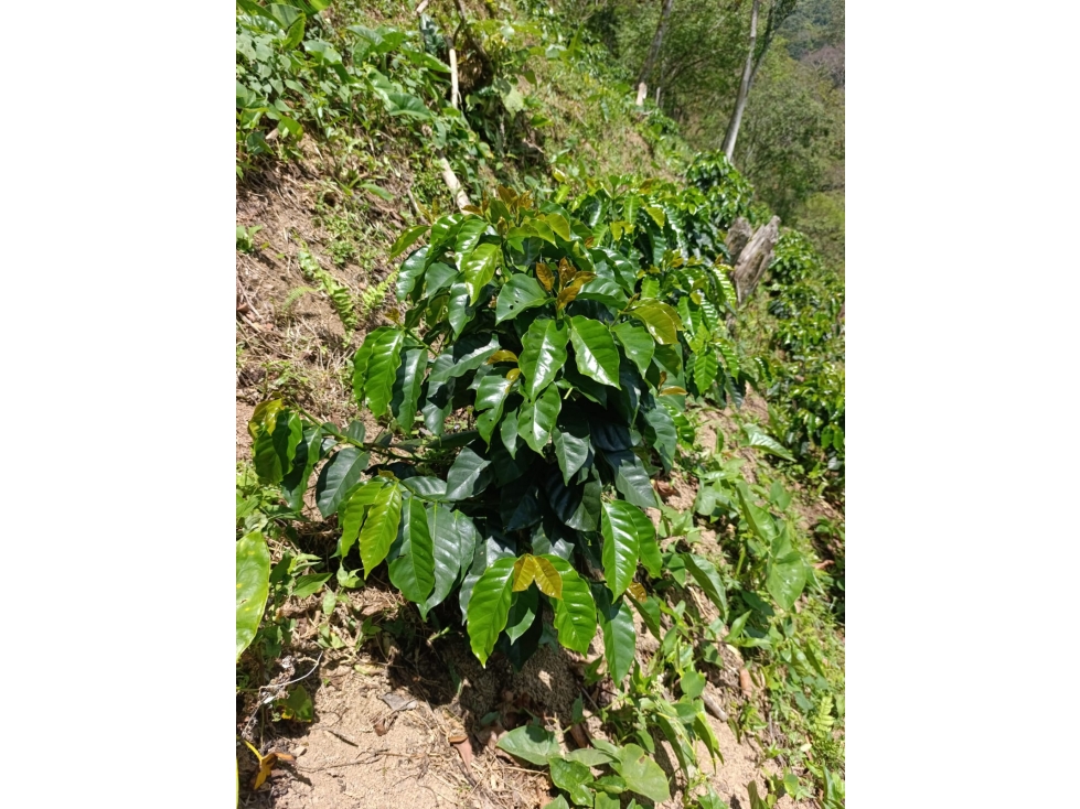 Finca Cafetera en Salgar - en venta - 2