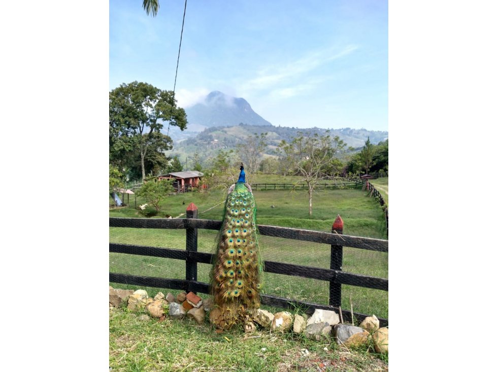 Finca en Fredonia - En Venta - 4
