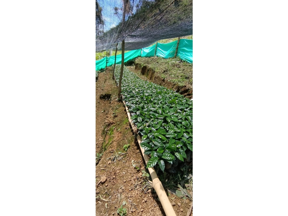 Finca Cafetera en Salgar - en venta - 3