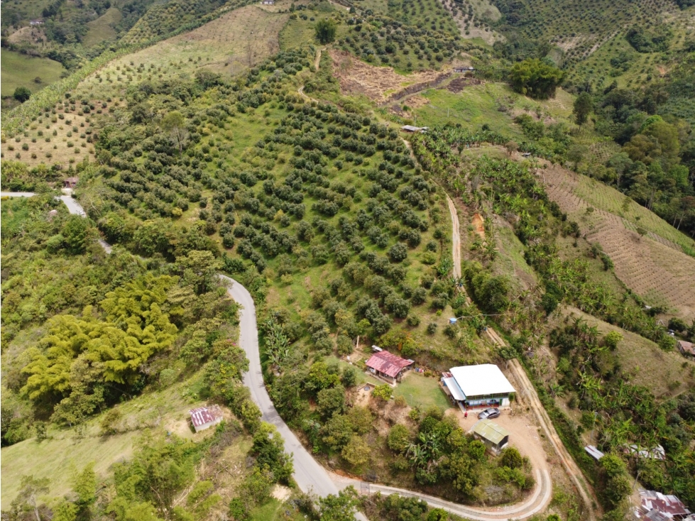 Finca en Aguadas Caldas - Se vende - 1