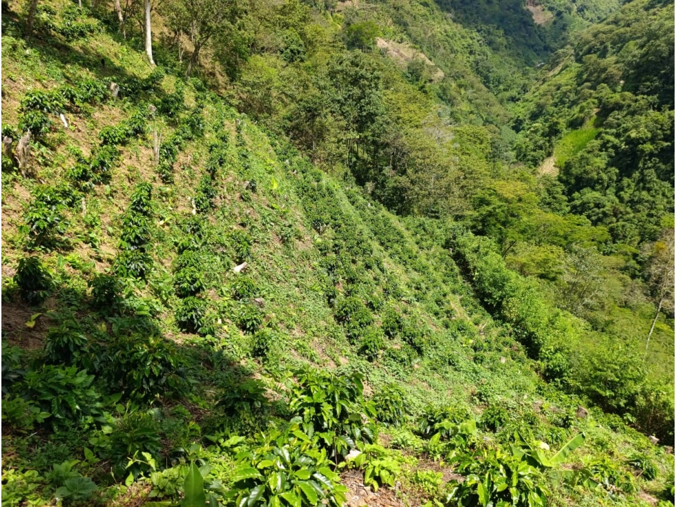 Finca Cafetera en Salgar - en venta - 4