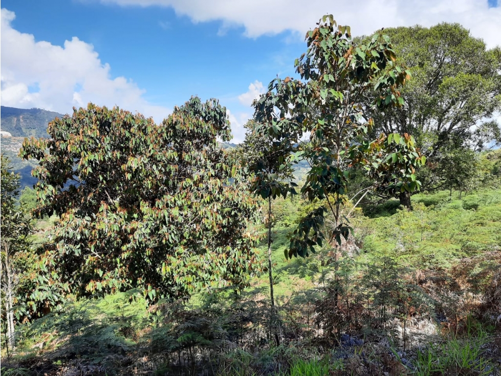 Campus en Jericó Antioquia - en Venta - 6
