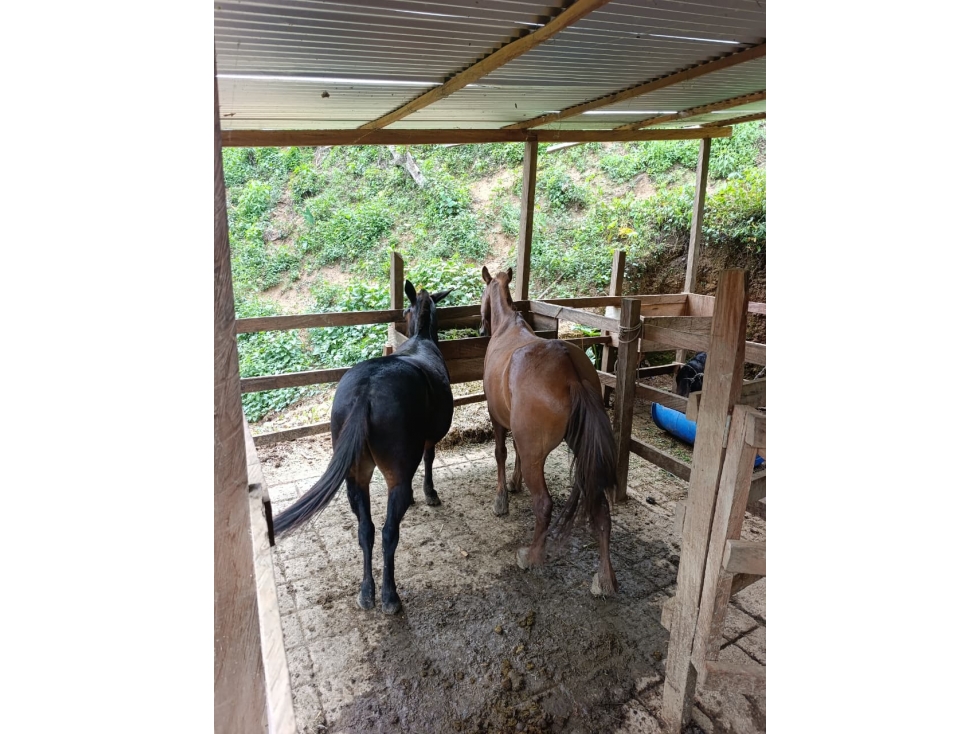 Finca Cafetera en Salgar - en venta - 5