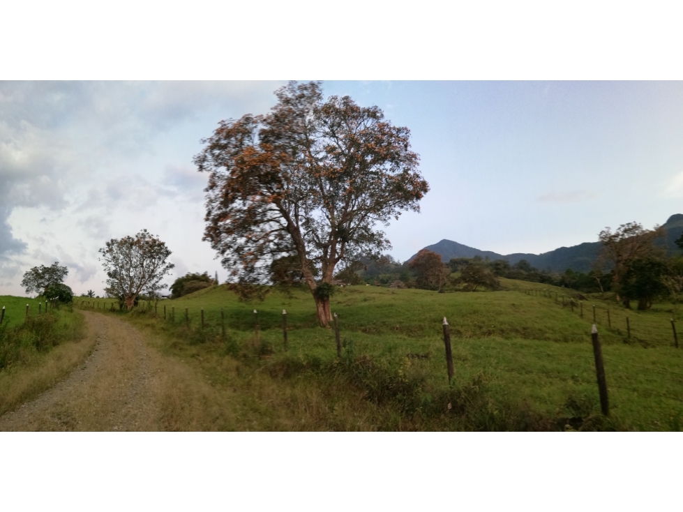 Lote En Venecia-Antioquia - En Venta - 1