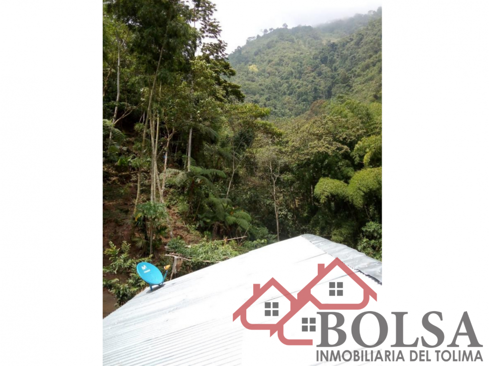VENDO FINCA EN VEREDA JABUO- VÍA COOPEMTOL — foto 4