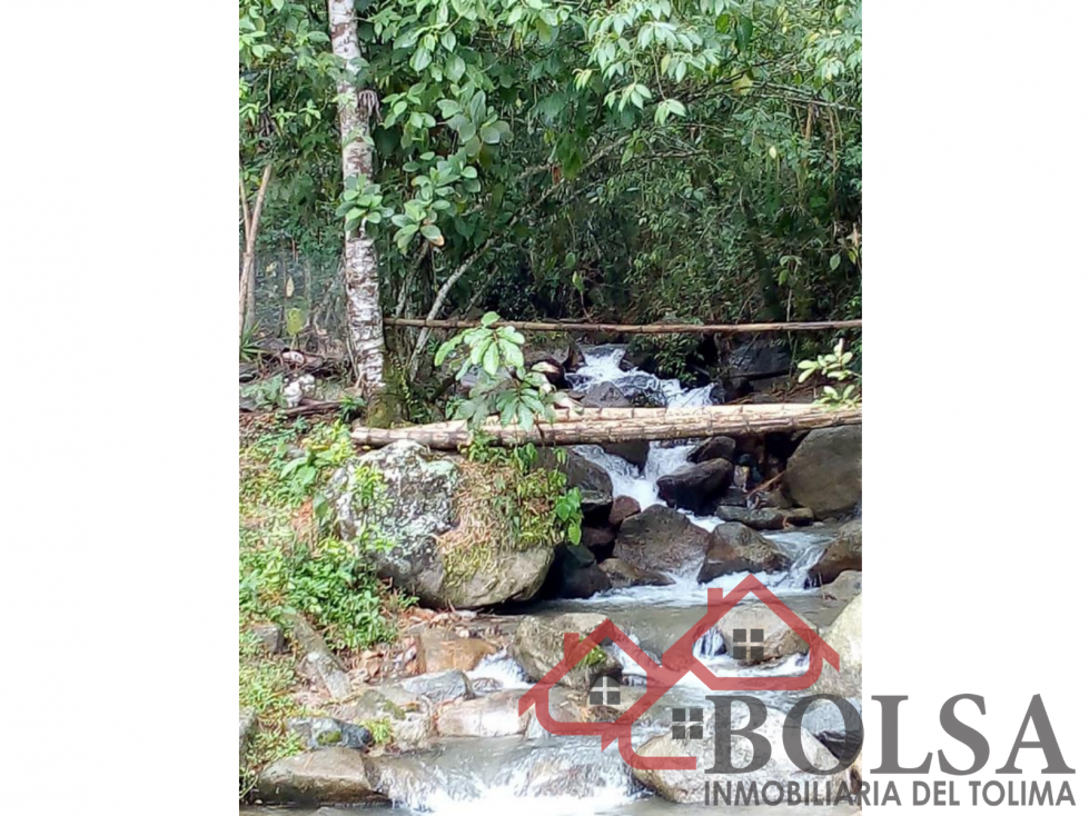 VENDO FINCA EN VEREDA JABUO- VÍA COOPEMTOL — foto 5