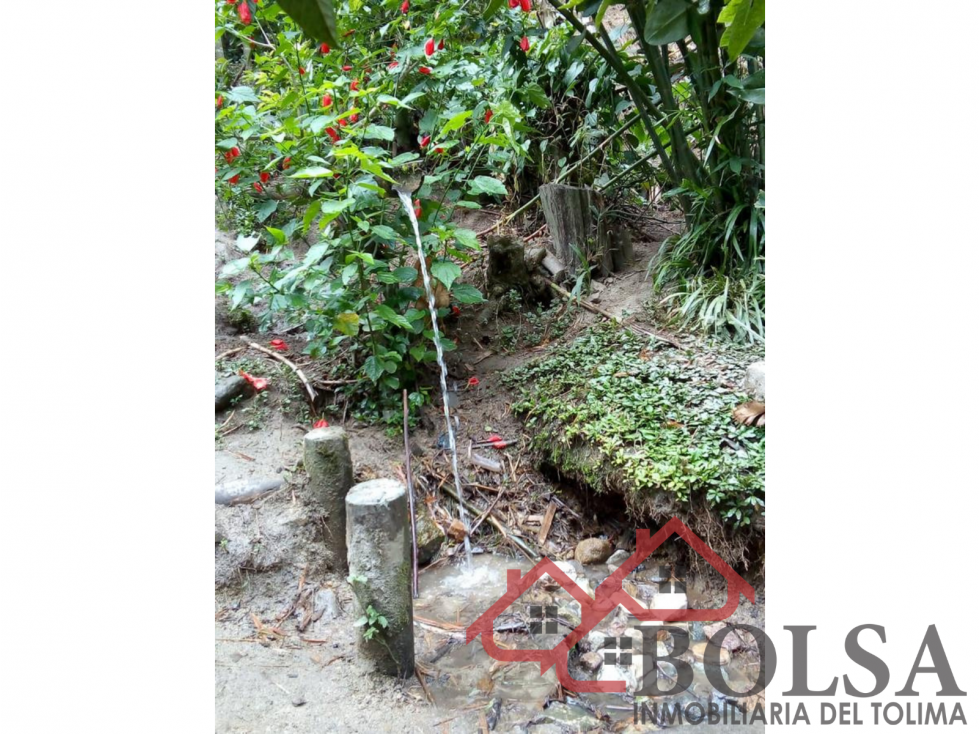 VENDO FINCA EN VEREDA JABUO- VÍA COOPEMTOL — foto 6
