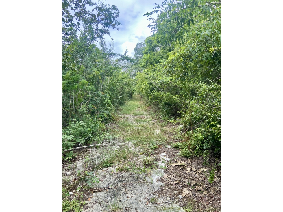 Terreno de 56,350.00 m2 en venta en Tetiz, Yucatán. - 6