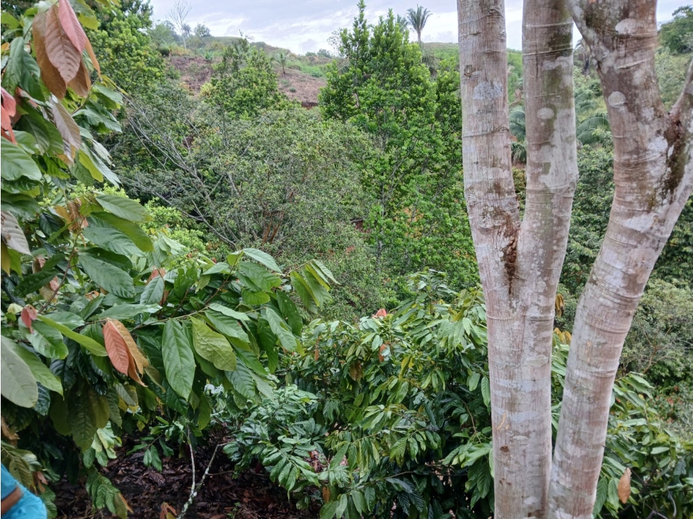 SE VENDE FINCA EN SEVILLA VALLE- COLOMBIA - 2