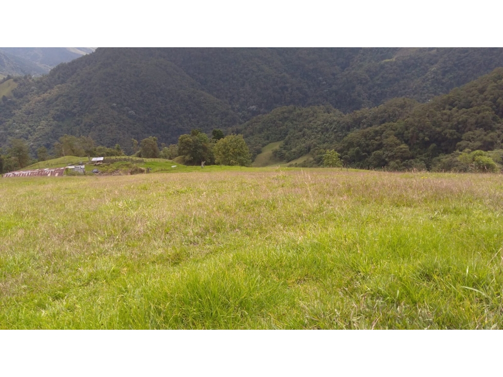 SE VENDE FINCA EN MANIZALES CALDAS COLOMBIA — foto 2
