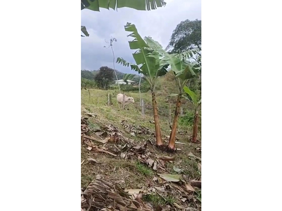 VENTA FINCA COROZAL VALLE DEL CAUCA COLOMBIA-3207746921 - 6