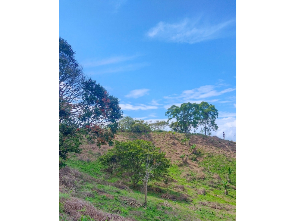 VENTA FINCA CORDOBA QUINDIO COLOMBIA 3156194358 — foto 3