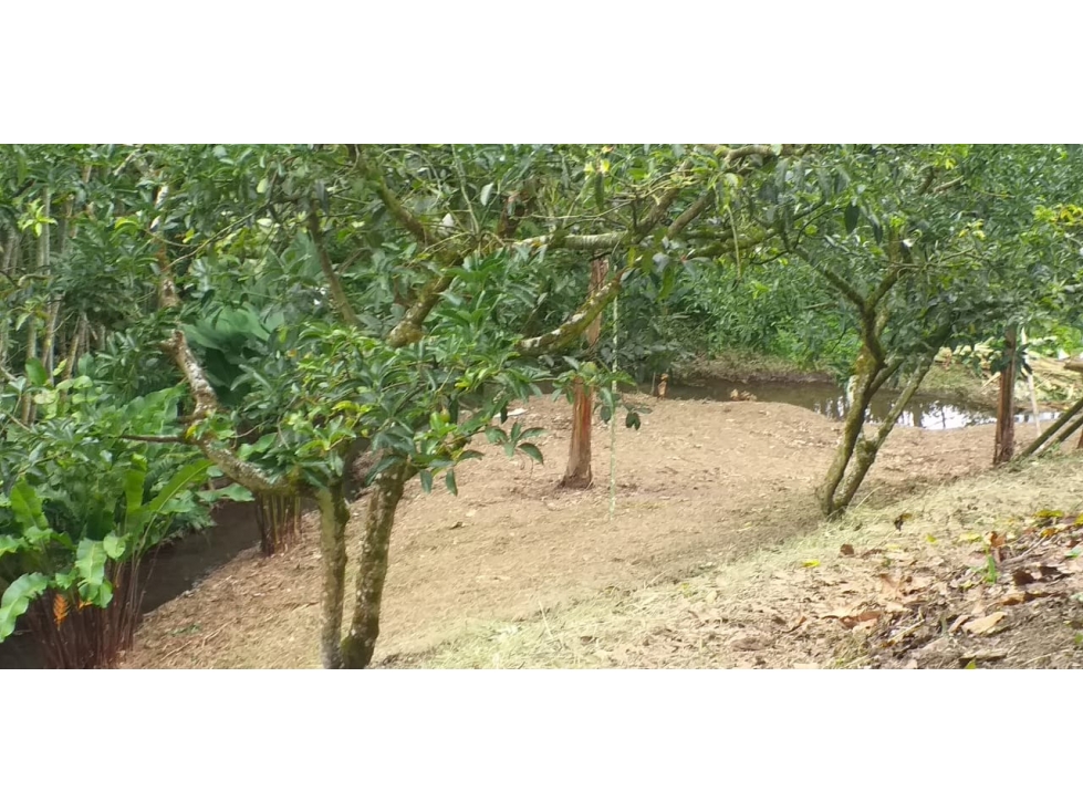 VENTA LOTE SUR ARMENIA QUINDIO, COLOMBIA. CEL. 320 7746921 — foto 3
