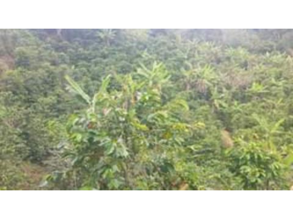 SE VENDE FINCA EN EL MUNICIPIO PIJAO QUINDIO. - 1