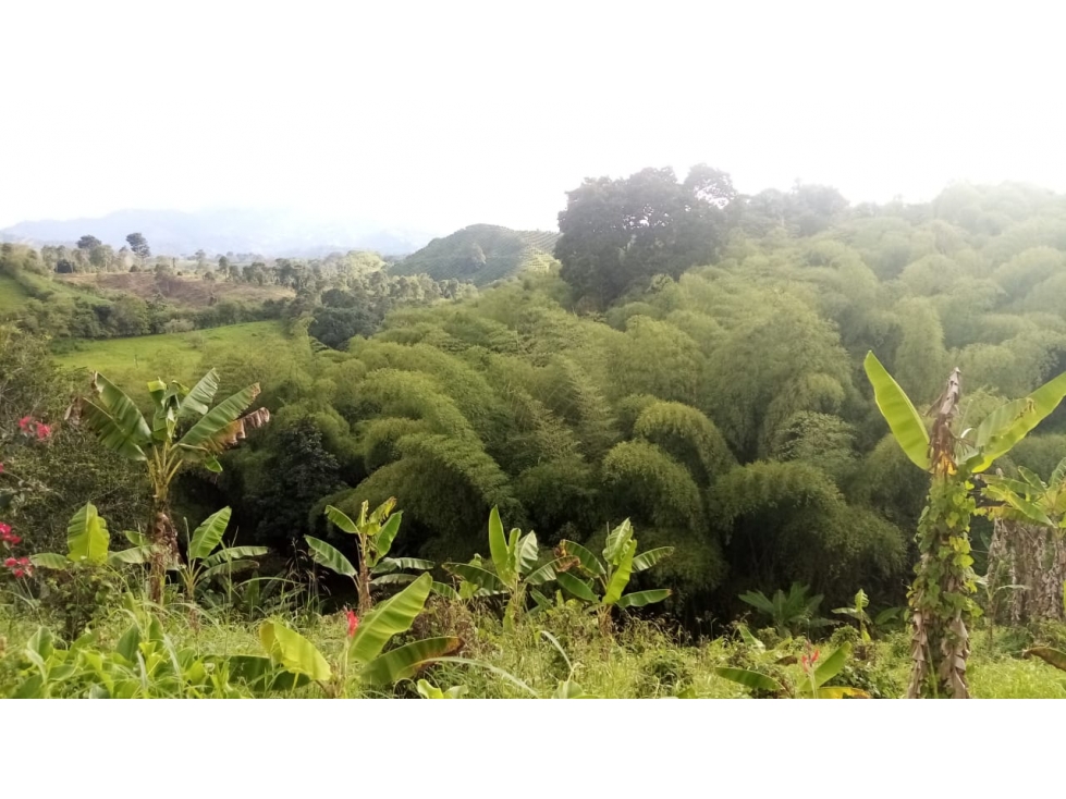 VENTA FINCA EN BUENAVISTA QUINDIO COLOMBIA . 3207746921-3162818031 — foto 6