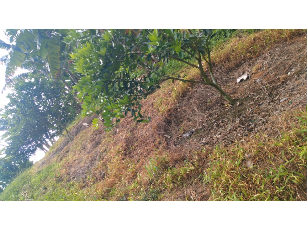 SE VENDE LOTE EN GENOVA ,QUINDIO COLOMBIA - 3