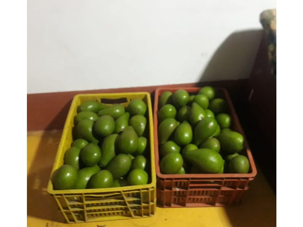 SE VENDE FINCA EN SEVILLA VALLE- COLOMBIA - 5