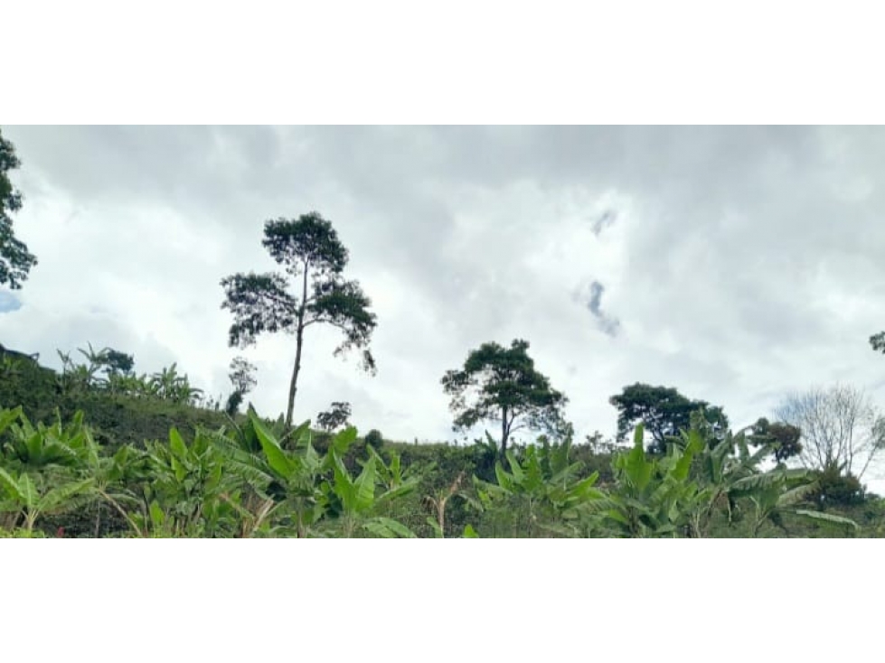 VENTA CASA FINCA PEREIRA DOSQUEBRADAS COLOMBIA 3207746921 — foto 3