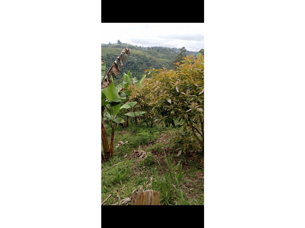 VENTA FINCA EN CIRCASIA QUINDIO COLOMBIA-3207746921 — foto 2