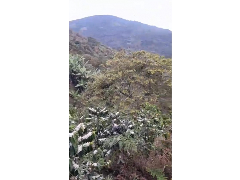 SE VENDE FINCAL EN GENOVA QUINDIO QUINDIO COLOMBIA-3207746921 - 2