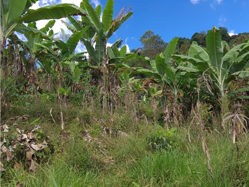 SE VENDE FINCA EN GENOVA QUINDIO COLOMBIA - 6