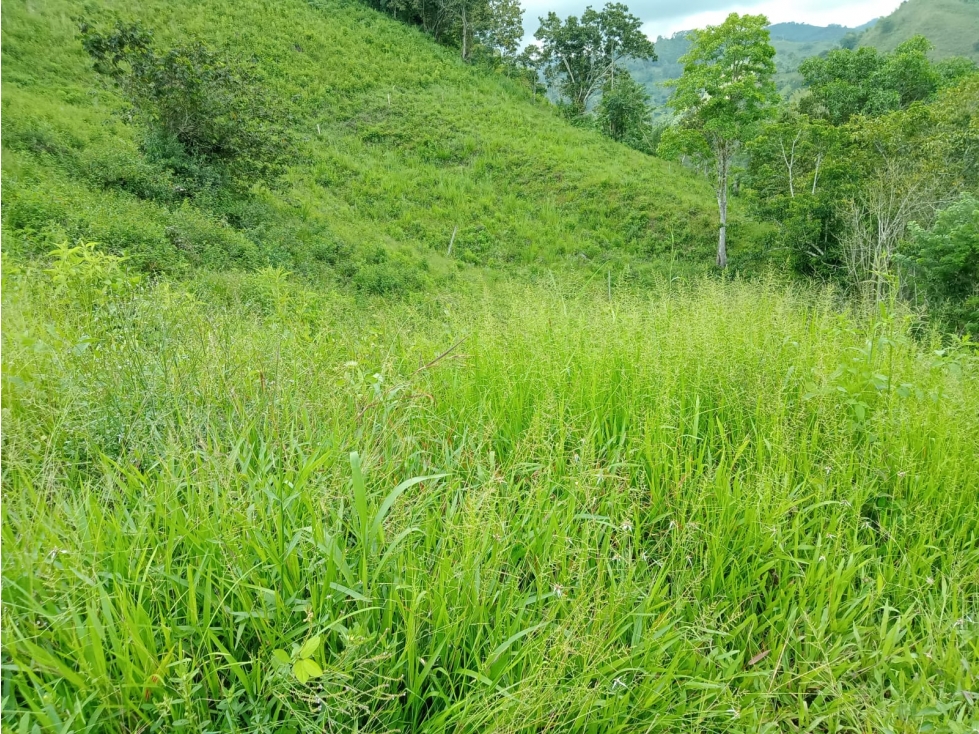 SE VENDE FINCA EN SEVILLA VALLE- COLOMBIA - 4