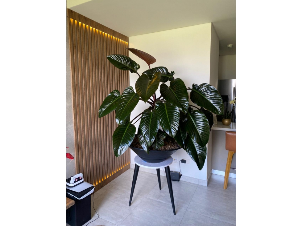 VENTA APARTAMENTO NORTE ARMENIA QUINDIO COLOMBIA 3156194358 — foto 3