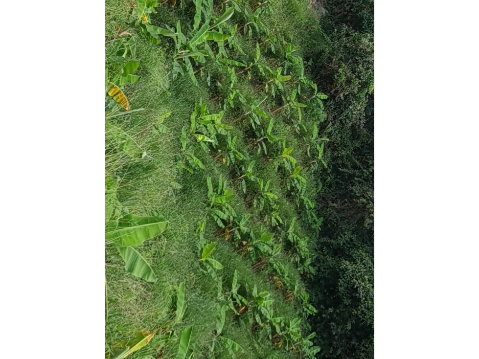 SE VENDE FINCA EN GENOVA QUINDIO COLOMBIA - 5