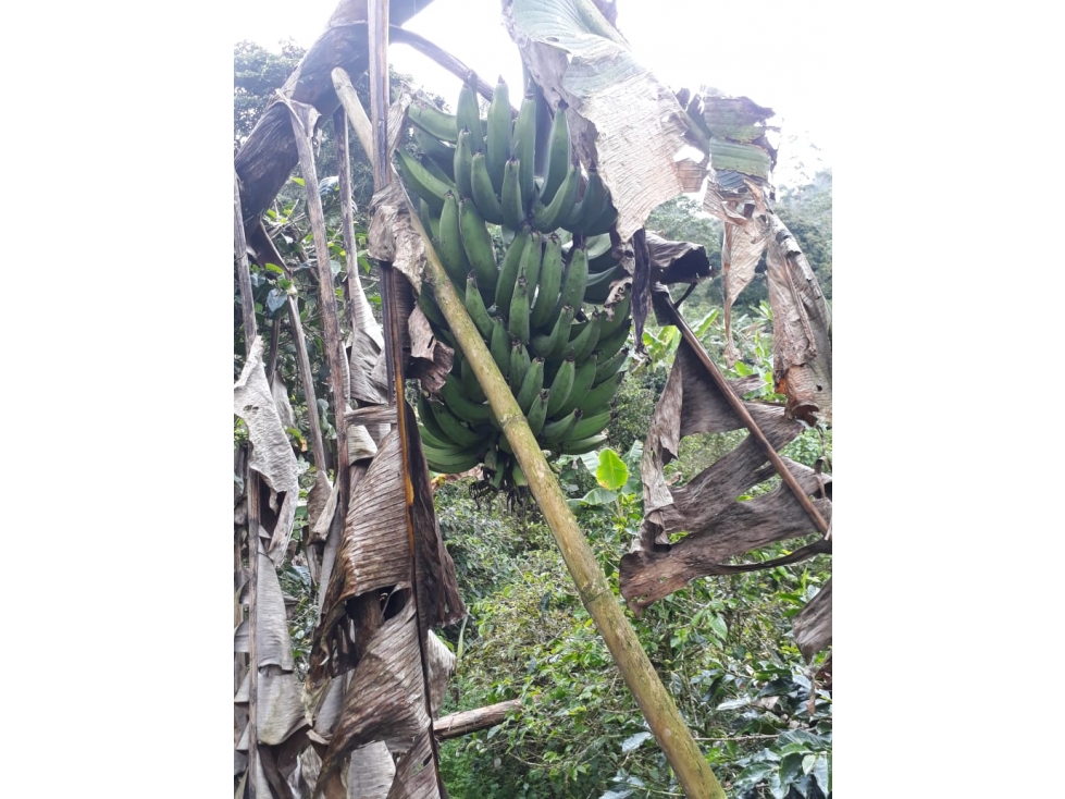 SE VENDE FINCA EN EL MUNICIPIO PIJAO QUINDIO. - 2