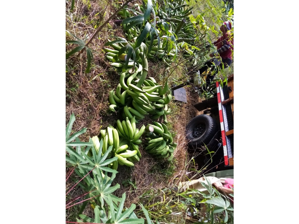 VENTA FINCA EN BUENAVISTA QUINDIO COLOMBIA . 3207746921-3162818031 — foto 5