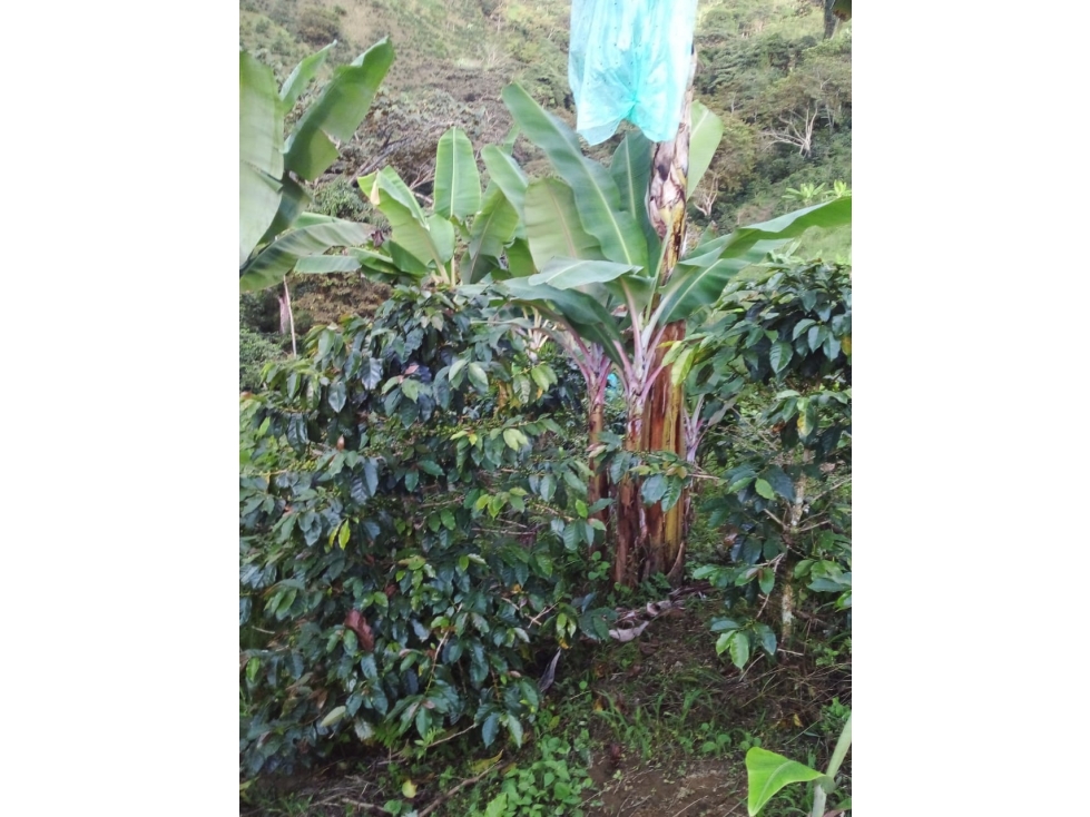 SE VENDE FINCA EN EL MUNICIPIO DE CORDOBA QUINDIO COLOMBIA - 2