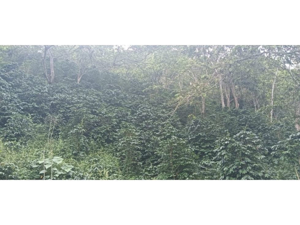 SE VENDE FINCA EN GENOVA QUINDIO COLOMBIA — foto 2