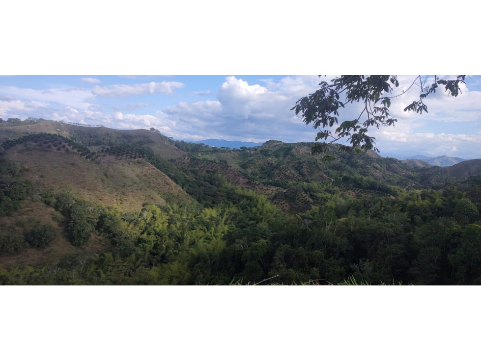 VENTA FINCA COROZAL VALLE DEL CAUCA COLOMBIA-3207746921 - 2
