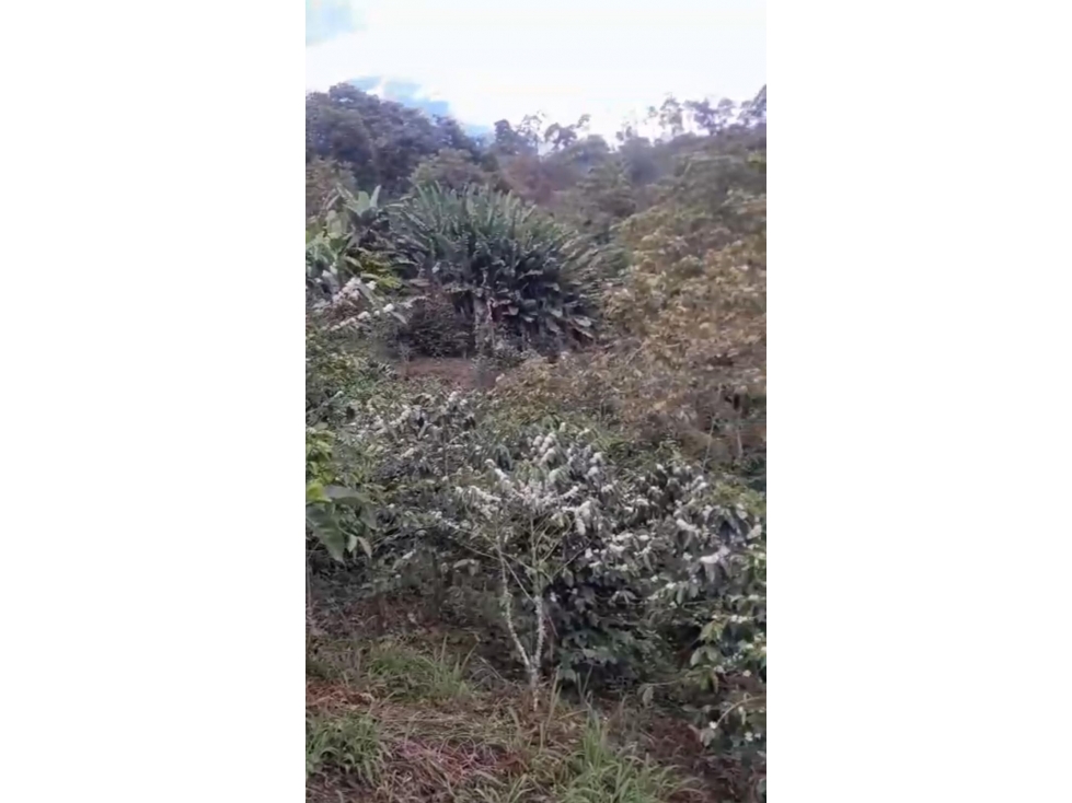 SE VENDE FINCAL EN GENOVA QUINDIO QUINDIO COLOMBIA-3207746921 - 4